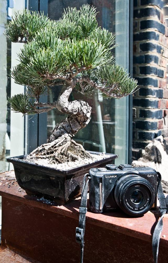 Deux symboles : le bonsaï évoque l’amour de l’artiste pour les éléments naturels ; et l’appareil photo...