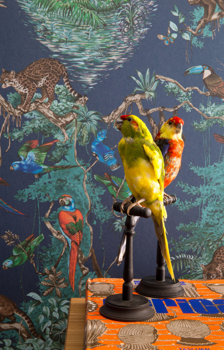 Devant la papier peint « Equateur » (Hermès), perruches empaillées posées sur un livre des éditions Taschen.