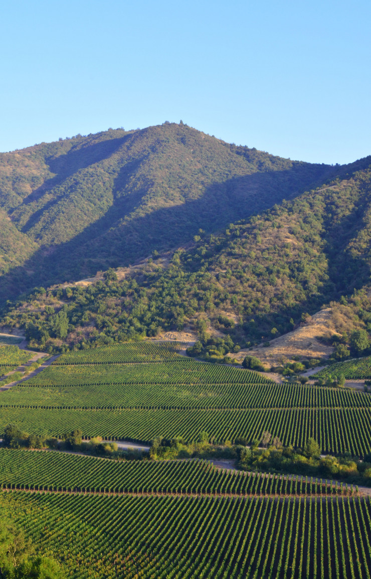 Les collines de la région de Colchagua abritent les magnifiques propriétés de Montes, Viu Manent, Clos Apalta-Casa Lapostolle…