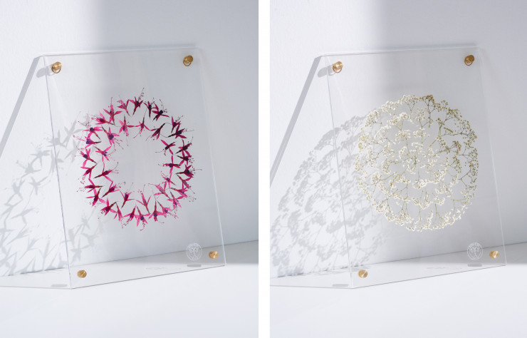 La deuxième collection d’Herbarium, « L’Herbier Flottant » : Gypsophile Paniculé, symbole de pureté et d’innocence (à gauche) et Fuchsia de Magellan, symbole d’amour infini (à droite).