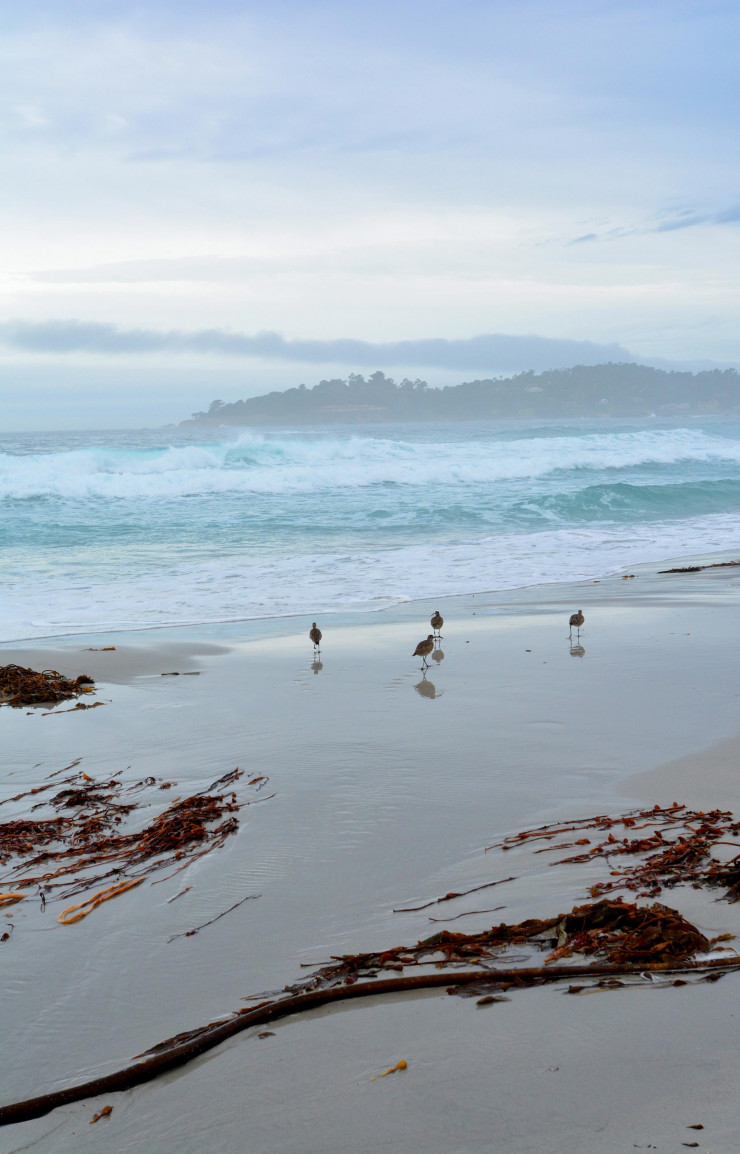 La plage du village Carmel-by-the-Sea, dont le maire fut longtemps Clint Eastwood.