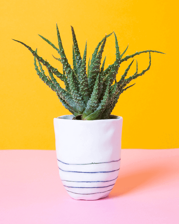 La céramiste Marie Laillé a réalisé ce pot en porcelaine, à marier avec la succulente de son choix !