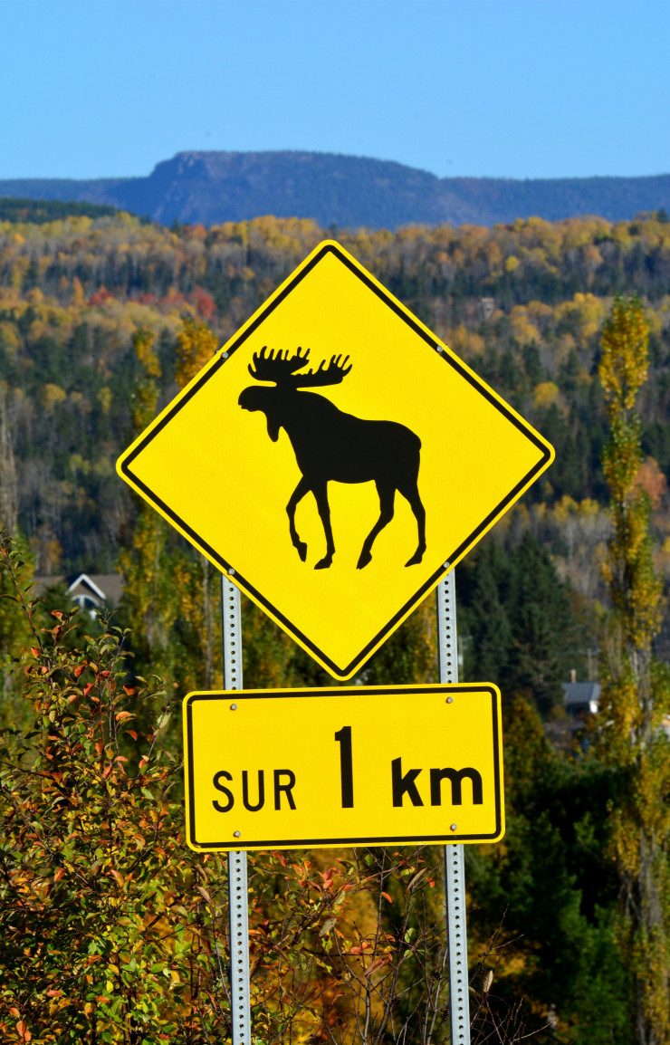 Sur la route, les orignaux (élans) sont rois.