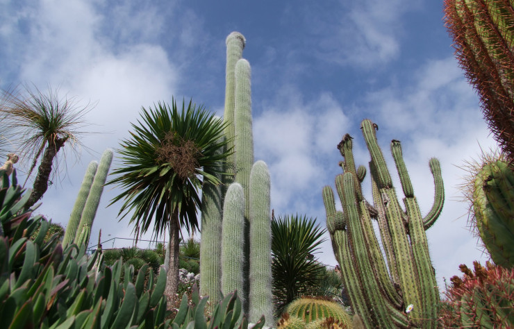 Le Jardin d’Eze et ses spectaculaires cactées.