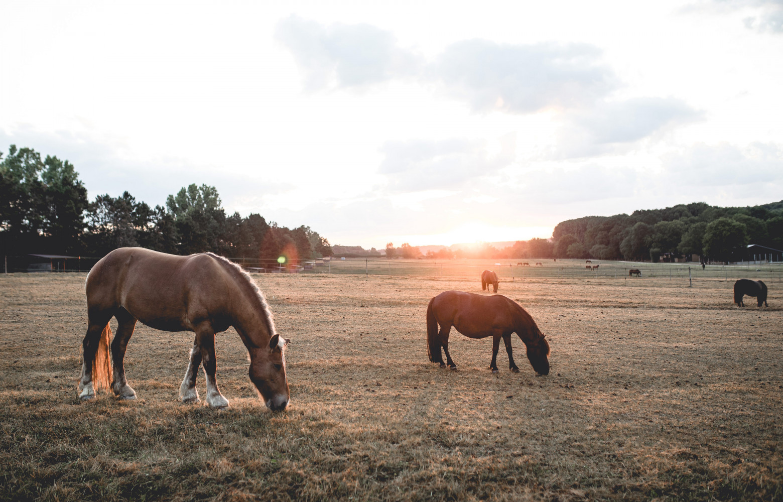 Le Barn étant implanté dans un immense haras, on vit ici entouré de chevaux…