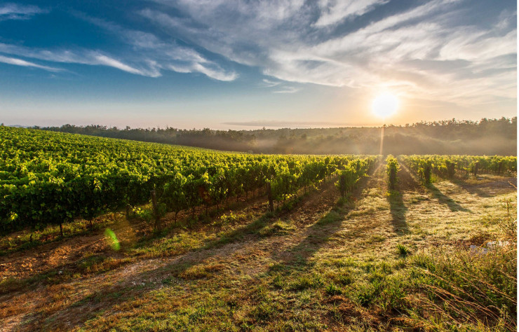 Les sept lodges offrent une vue dégagée sur les vignes.