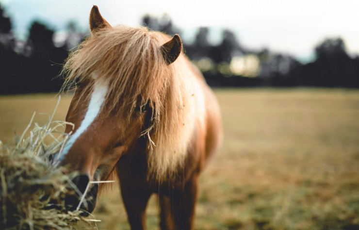 Le Barn est cerné par les haras et prés…