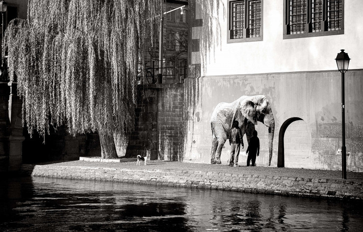 Élephant quai des bateliers, Strasbourg, tirage photo sur papier de Sonac (2018).
