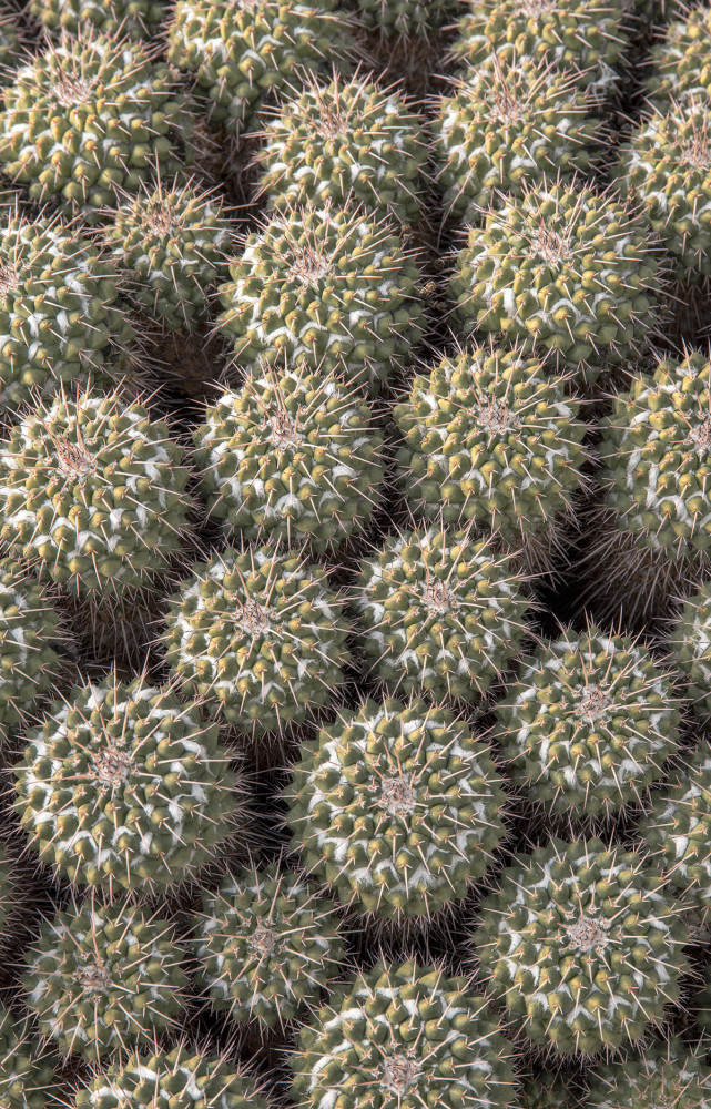 Le moindre détail du jardin méditerranéen, comme ces cactées graphiques, inspire toujours les créateurs…