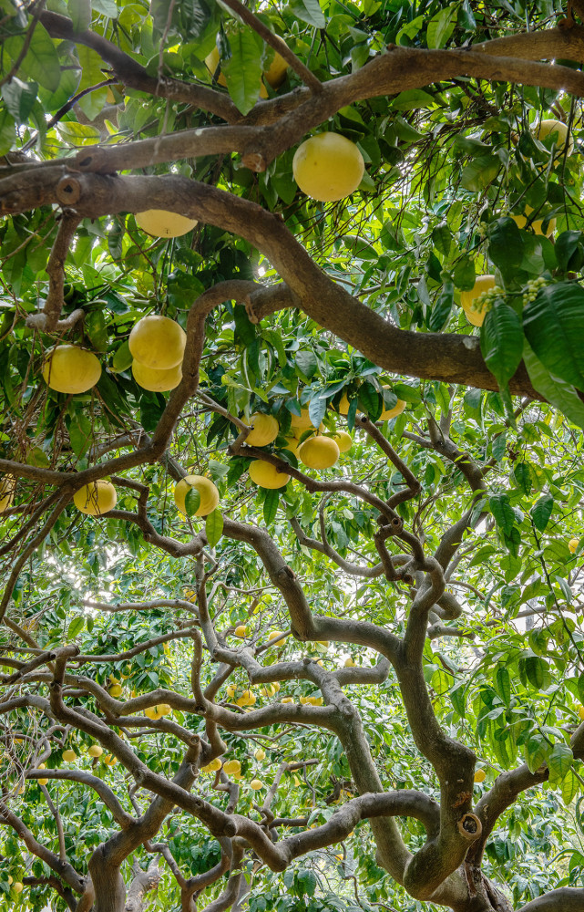 L’Italie d’Ethimo, ce sont ces citrons odorants, proies des parfumeurs avec qui les chefs de la Botte...