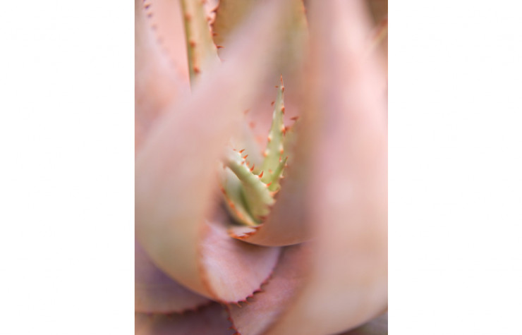 Succulent 06 (2018).