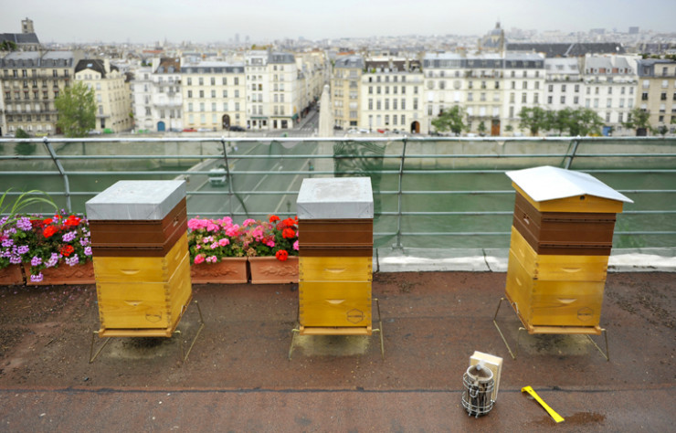 Ruches installées en bord de Seine face à l’île Saint-Louis.