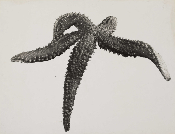 Cette photographie d’étoile de mer n’est pas sans rappeler le court-métrage L’étoile de Mer de Man Ray réalisé en 1928.