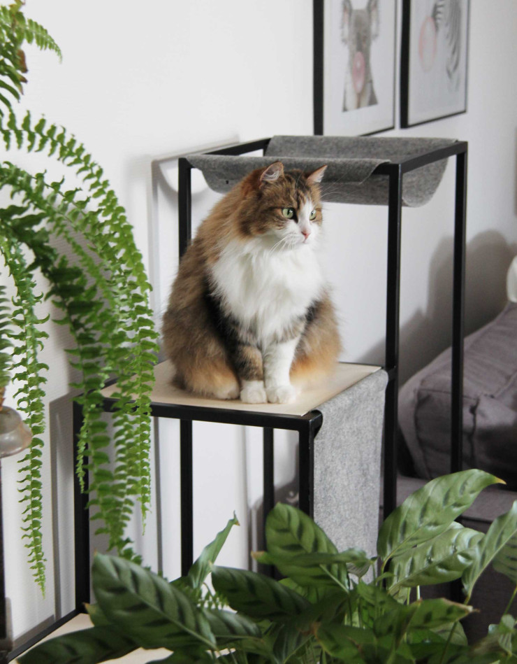 Arbre à chats Noumea par Homycat