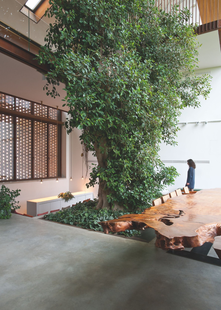 Au coeur de la maison, Alma, le ficus de 10 mètres de haut transplanté, favorise la connexion des résidents avec la nature et l’idée d’une architecture qui fait entrer l’extérieur à l’intérieur.