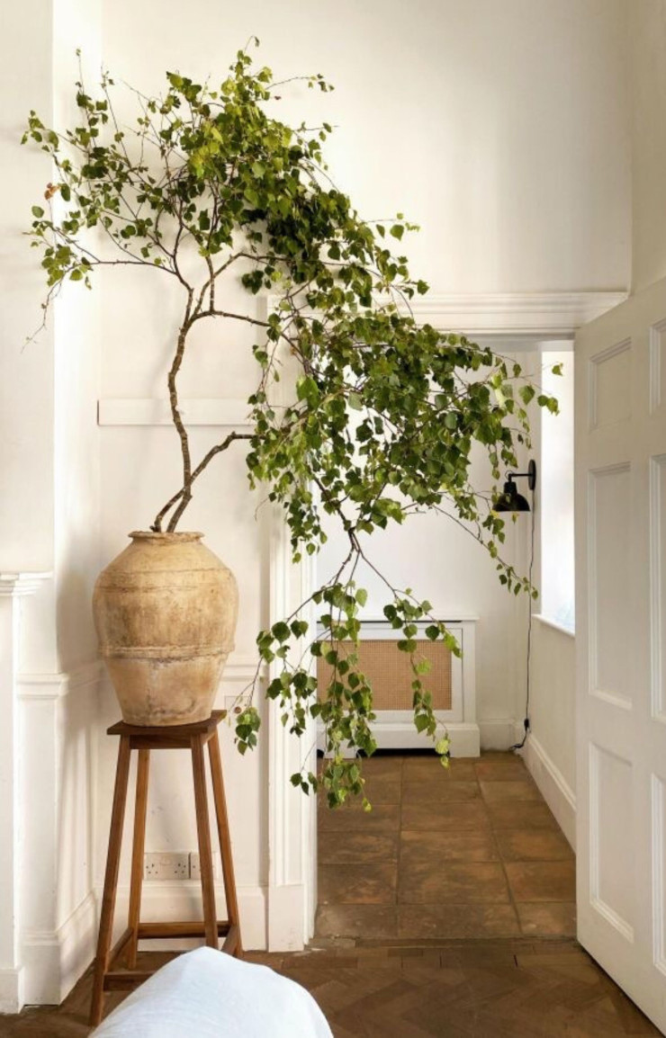 Pourquoi ne pas laisser vos plantes prendre de la hauteur ?