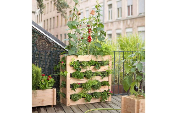 Les tomates cerises sont parfaites pour démarrer un mini potager.