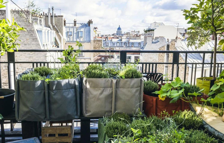 Des plantes, des plantes et encore des plantes.